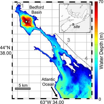 Insights into constraining coastal carbon export from radioisotopes